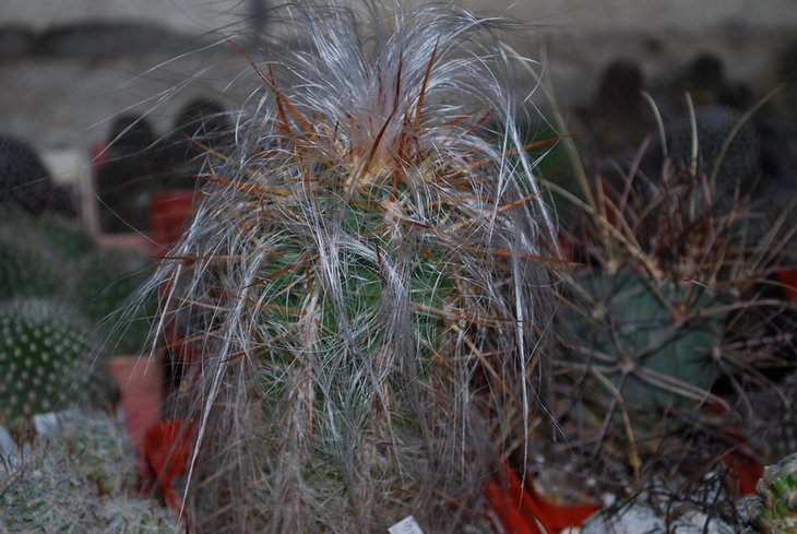 DSC_2065..jpg
