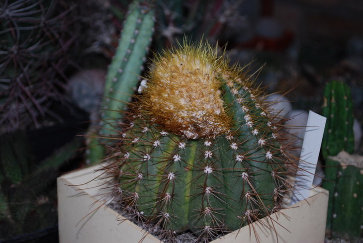DSC_2054..jpg