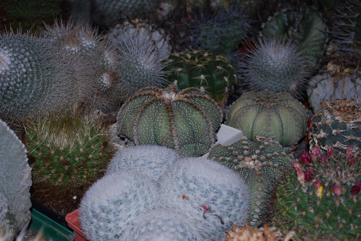 DSC_2052..jpg