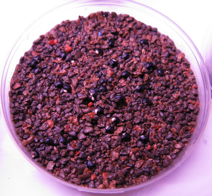 Скарифицированные семена Toumeya papyracantha.jpg