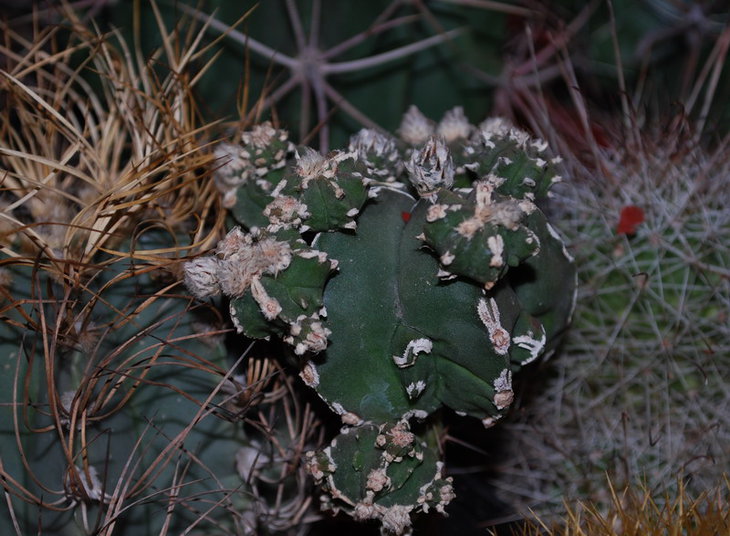 DSC_2050а.jpg