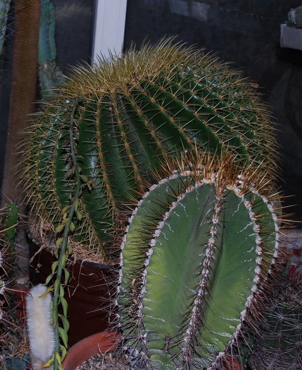 DSC_2056а.jpg