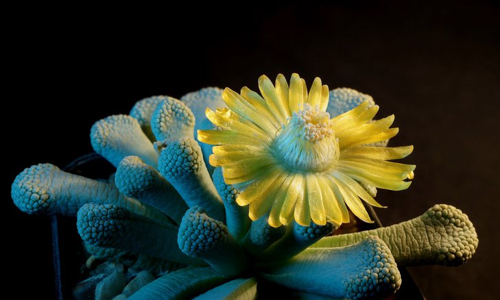 Titanopsis luederitzii