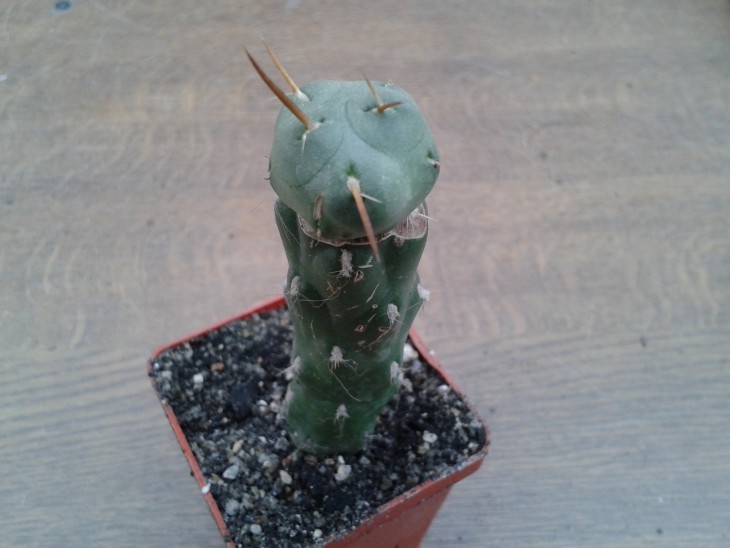 Tephrocactus rossei - 60 грн.