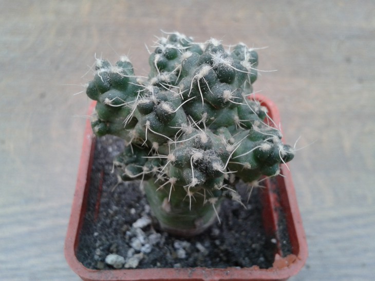 Puna subterranea subsp. pulcherrima - 80 грн.