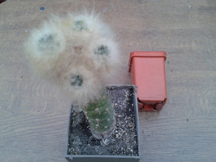 Tephrocactus malyanus - 100 грн.