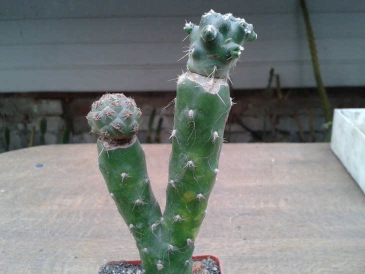 Tephrocactus bonnieae вместе с Puna subterranea subsp. pulcherrima - 110 грн.