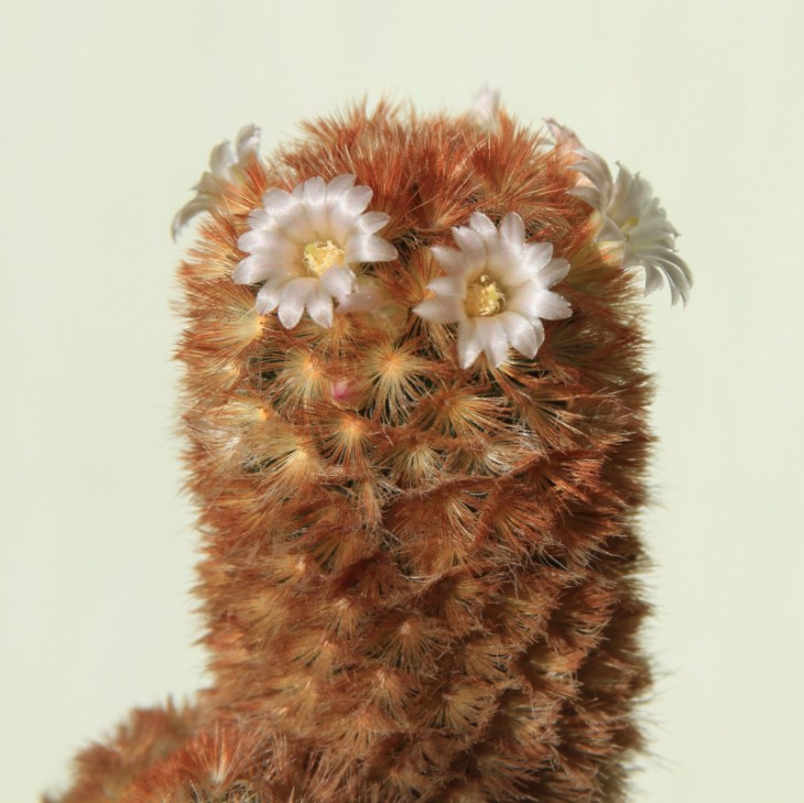 Mammillaria carmenae