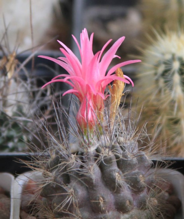 Neoporteria villosa