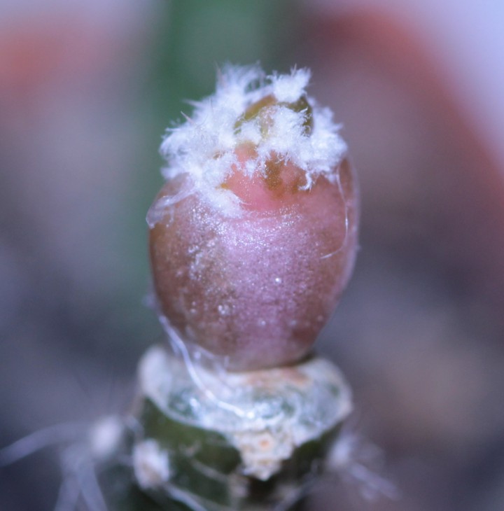 A.ornatum x A. asterias SuperKabuto