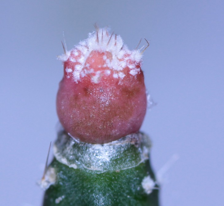 A.ornatum x A. asterias SuperKabuto