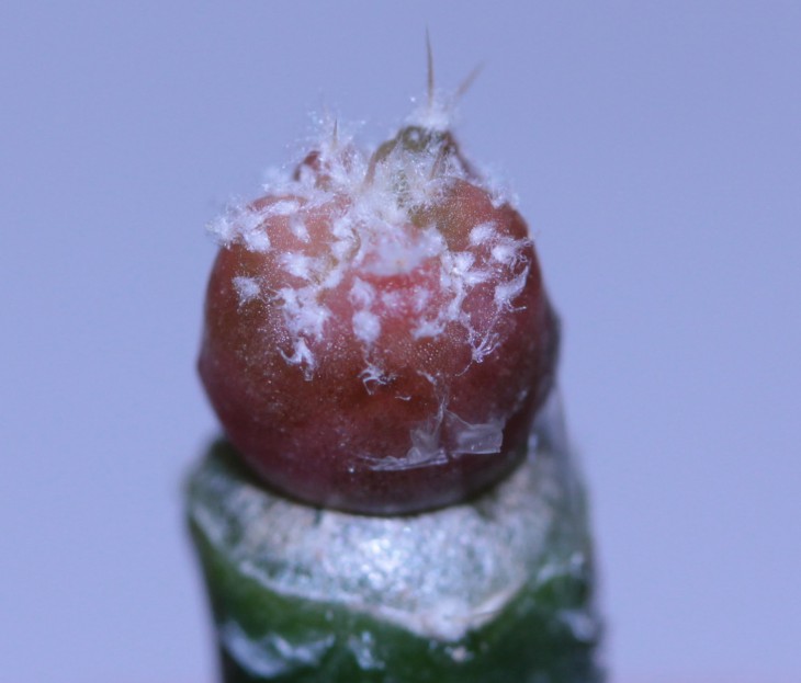 A.ornatum x A. asterias SuperKabuto