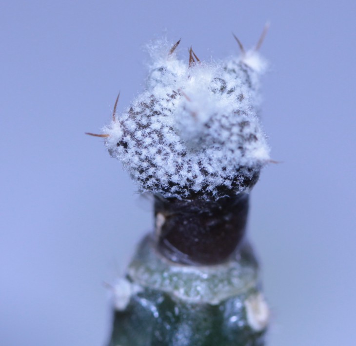 A.ornatum x A. myriostigma cv. Onzuka