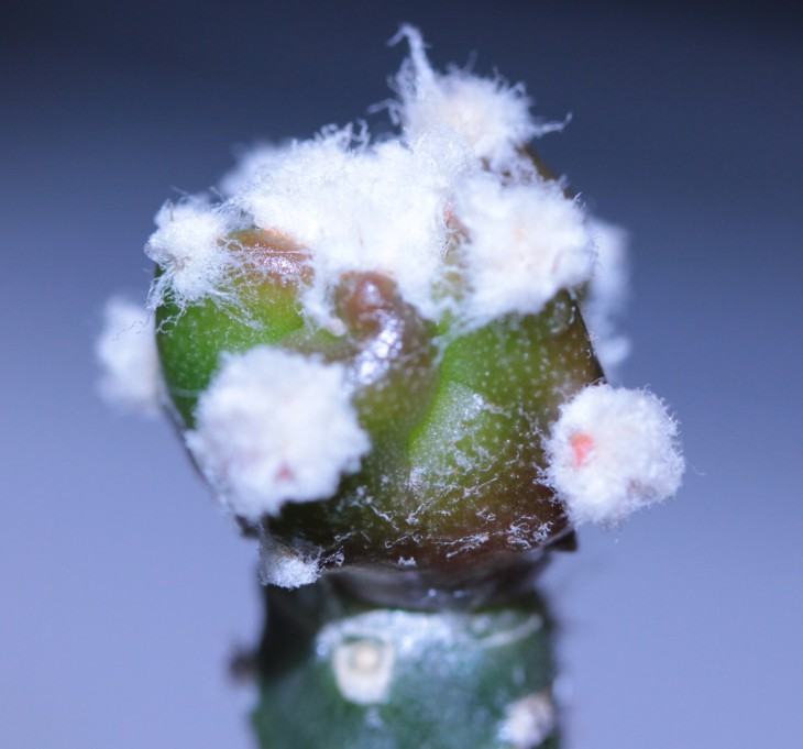 A. myriostigma v. strongylogonum cv. SMYLE x A. myriostigma cv. Kikko