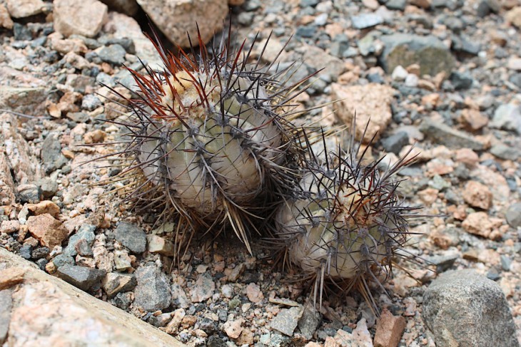 Copiapoa atacamensis, Morro Moreno