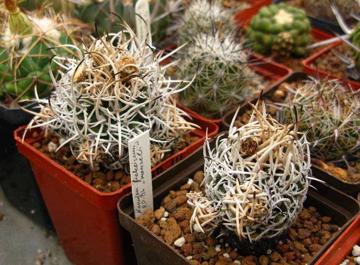 Pediocactus peeblesianus v. fickeiseniae fma. menzelii  RP - 116