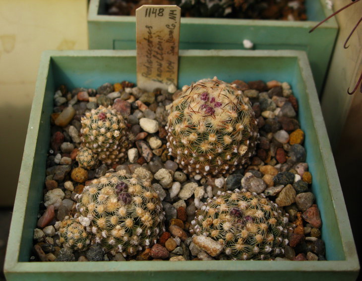 Pediocactus knowltonii SB - 304