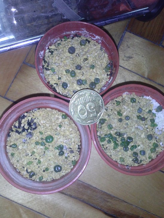 CAM01698.jpg