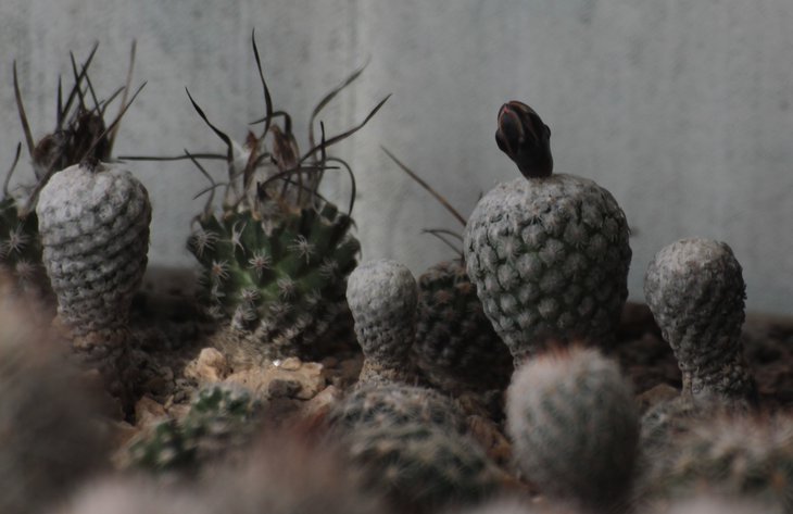 Turbinicarpus valdezianus