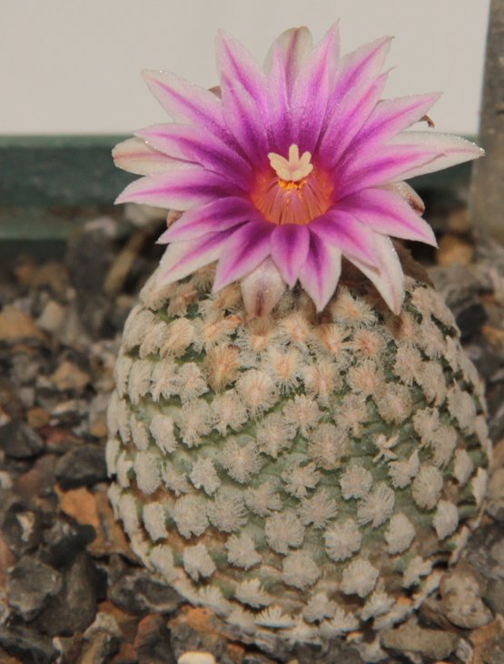 Turbinicarpus valdezianus