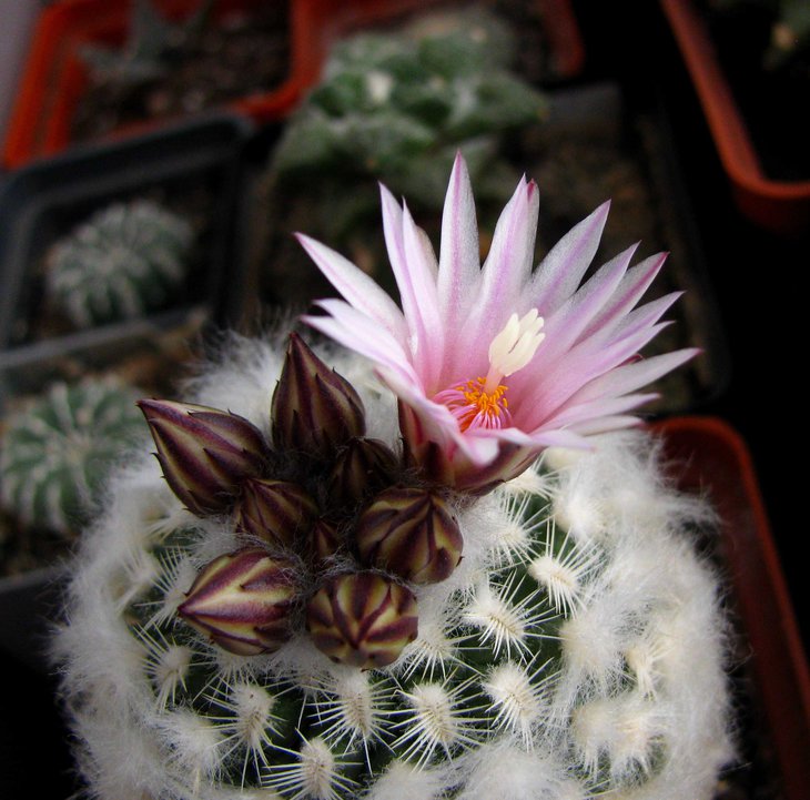 Turbinicarpus mombergeri