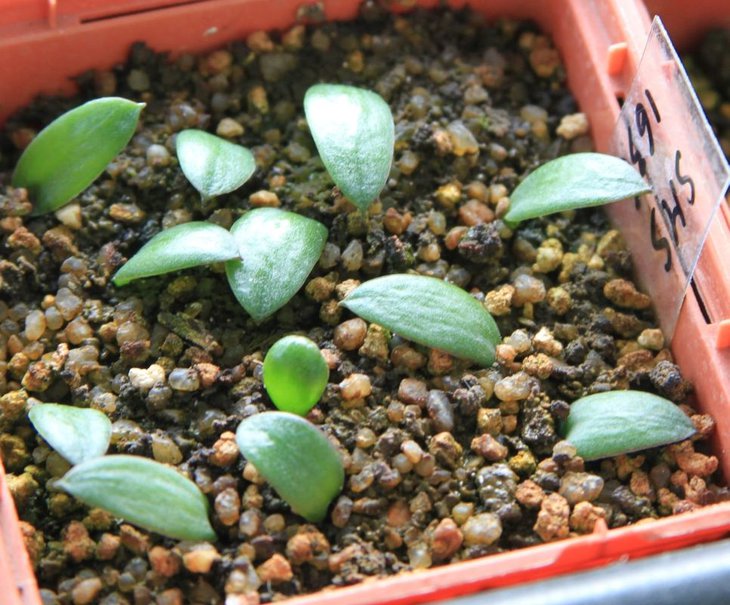 Massonia depressa