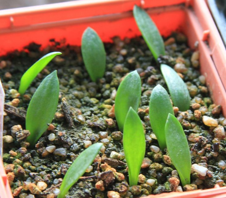 Massonia echinata