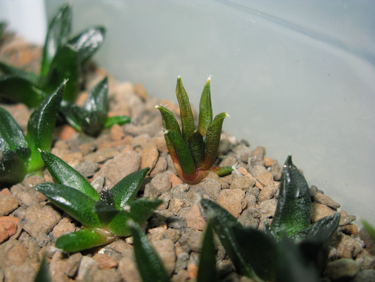 Перспективный сеянец A.fissuratus