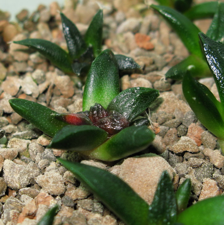 Вариегата A.fissuratus