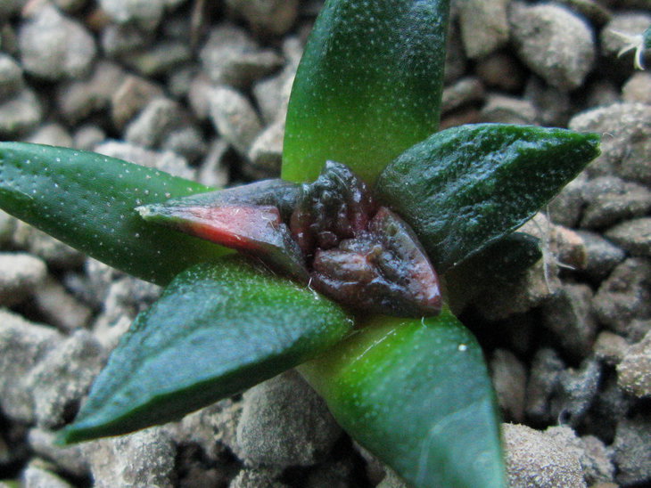Вариегата A.fissuratus