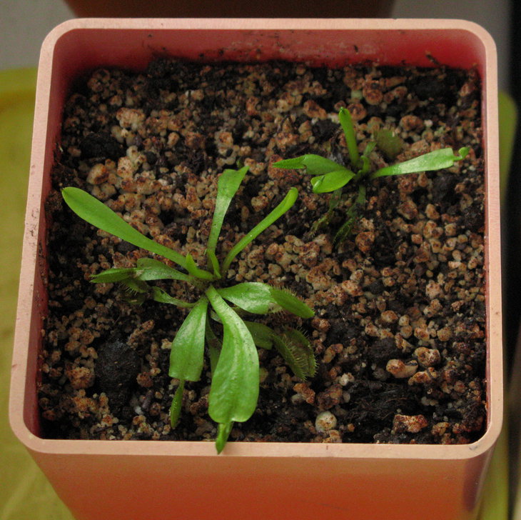 Dionea muscipula