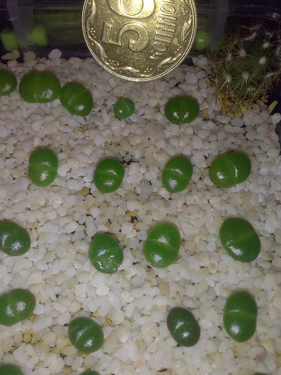 Faucaria	tigrina,	tuberculosa ,	boscheana