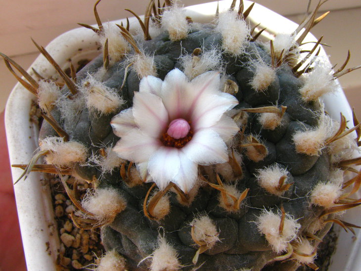 Turbinicarpus polaskii