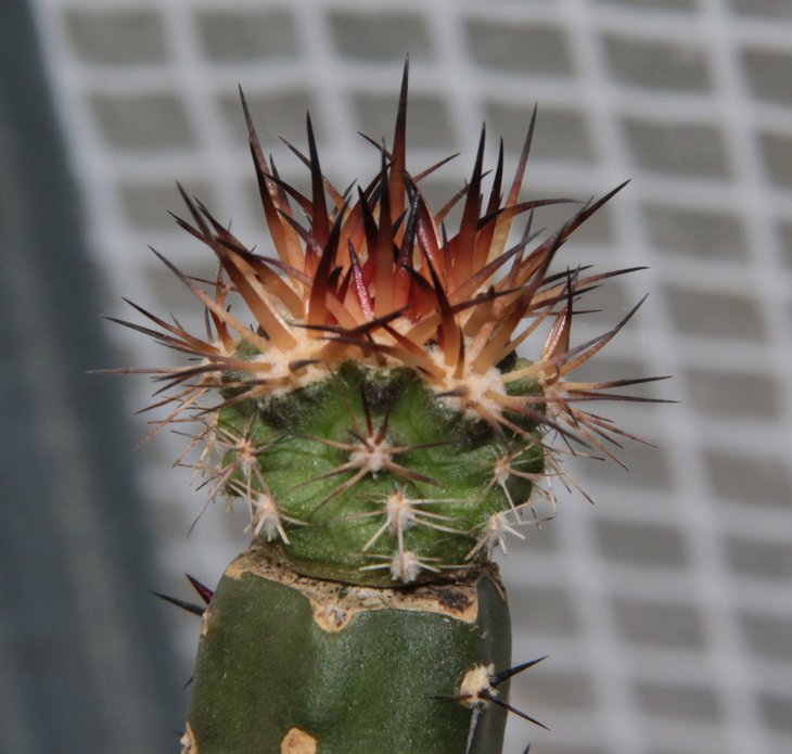 Copiapoa solaris