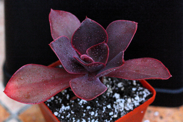 E. FireBall * E.  rubromarginata