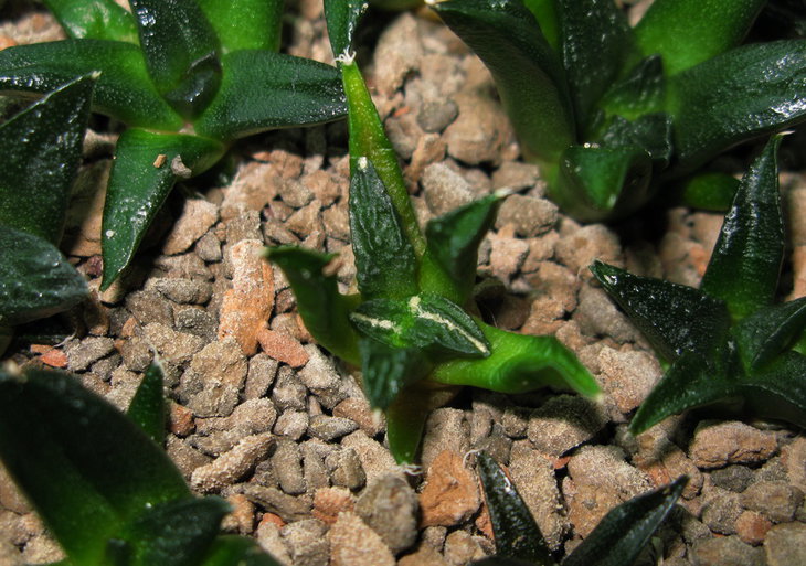 A.kotschoubeyanus x A.fissuratus, Coah.