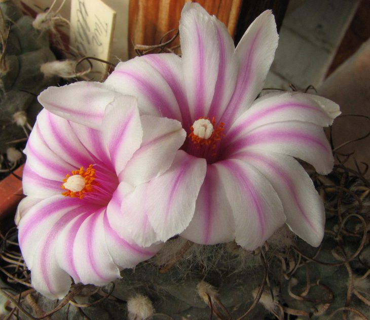 t. ellisae