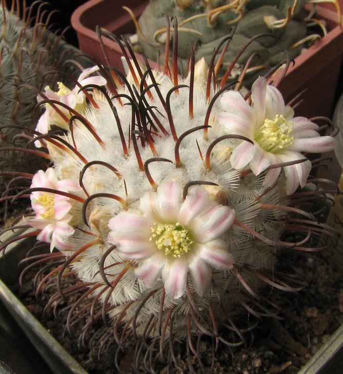 m. perezdelarosae