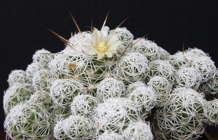 Mammillaria gracilis v .tragilis