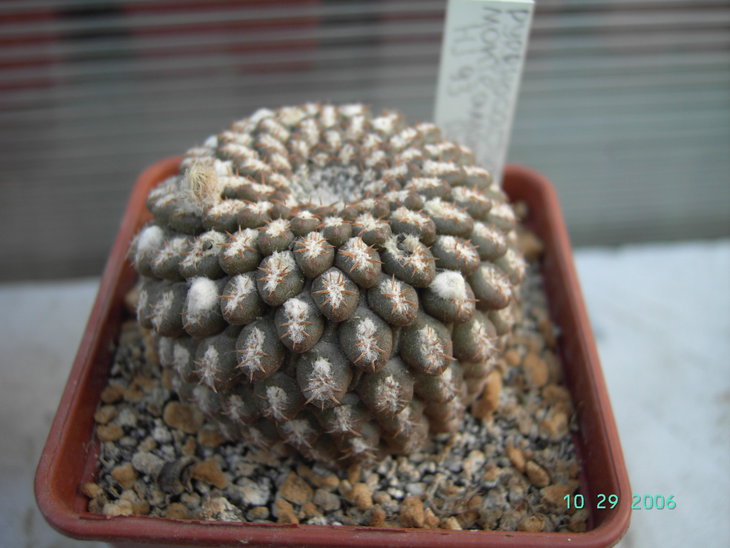 Monteamargensis