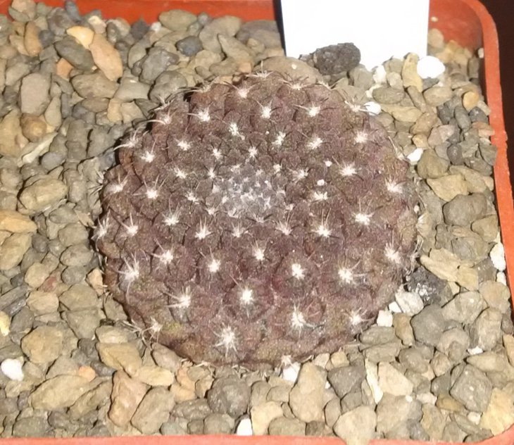 T.esmeraldana