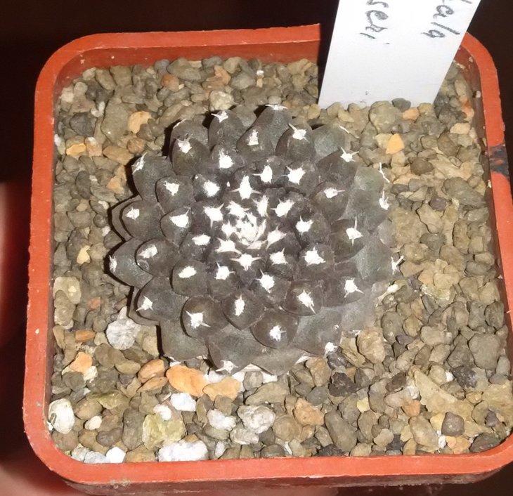 T.fankhauseri