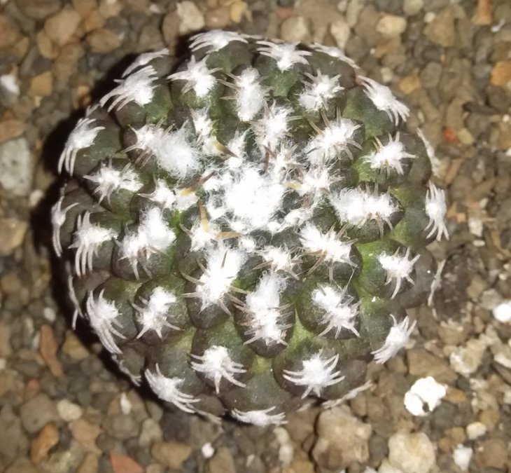 T.krausii(Piltz)