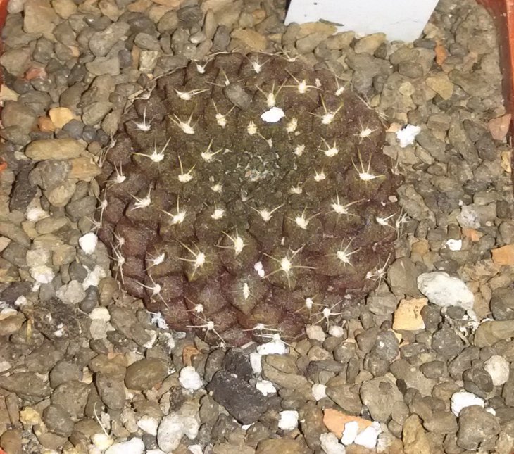 T.odieri