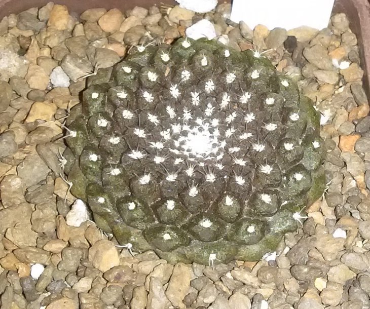 T.Odieri_2