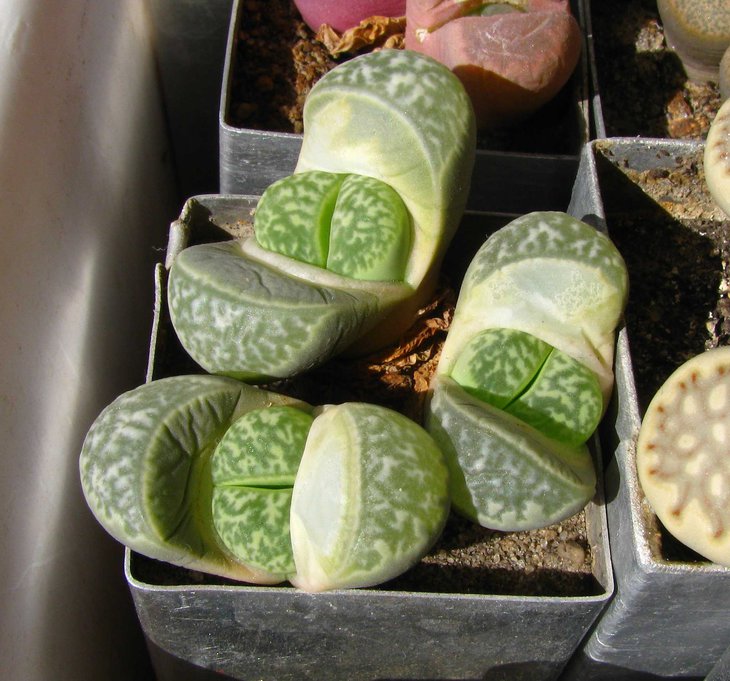 Lithops helmutii