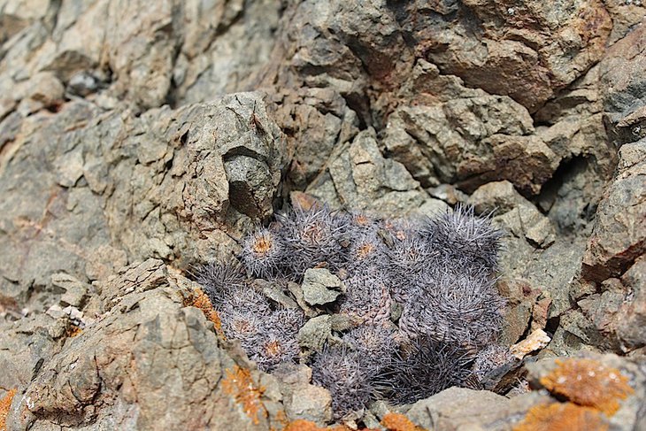 Коs_2462.JPG