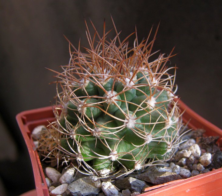 Matucana krahnii.JPG