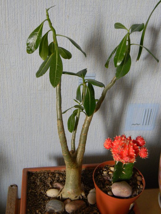DSCN1726.JPG