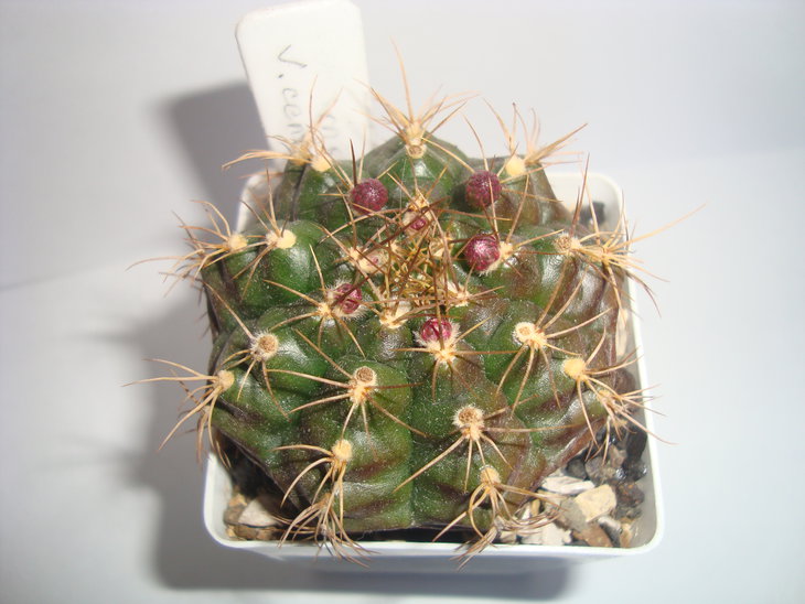 Gymnocalycium damsii v. centrispinum